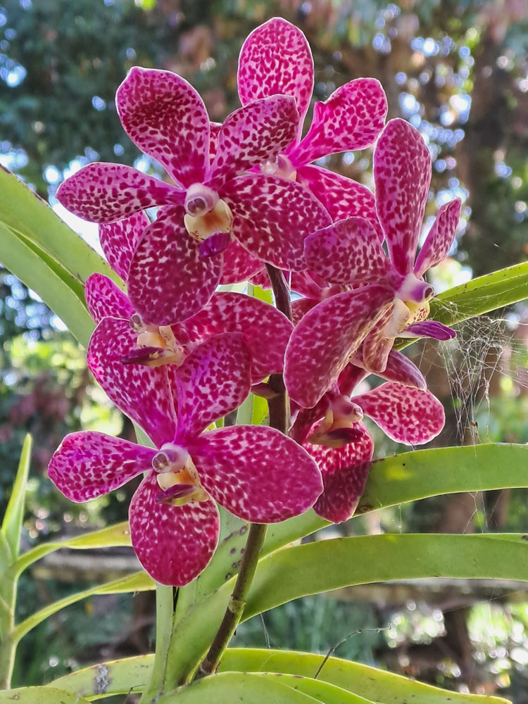 Bed and Breakfast Bundaberg Grounds