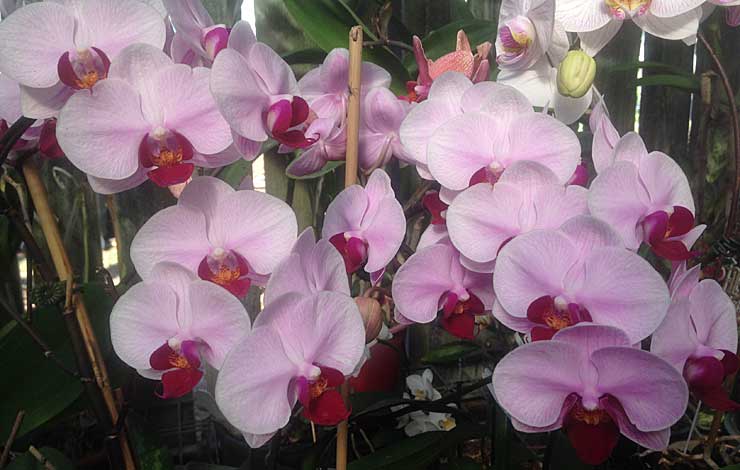 Bed and Breakfast Bundaberg Grounds